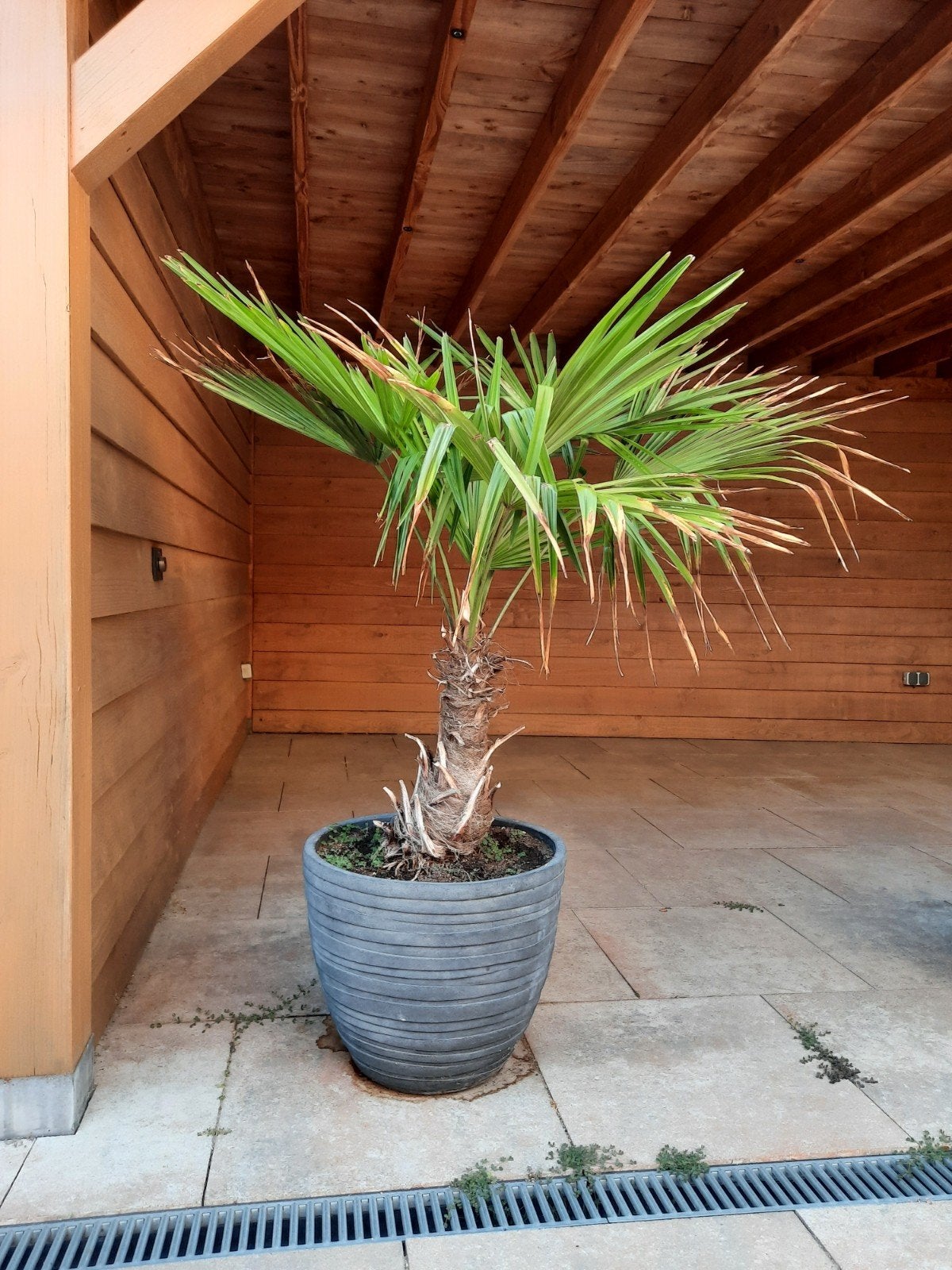 palmboom met pot, Volle zon, Vaste plant, Bloeit niet, Ophalen