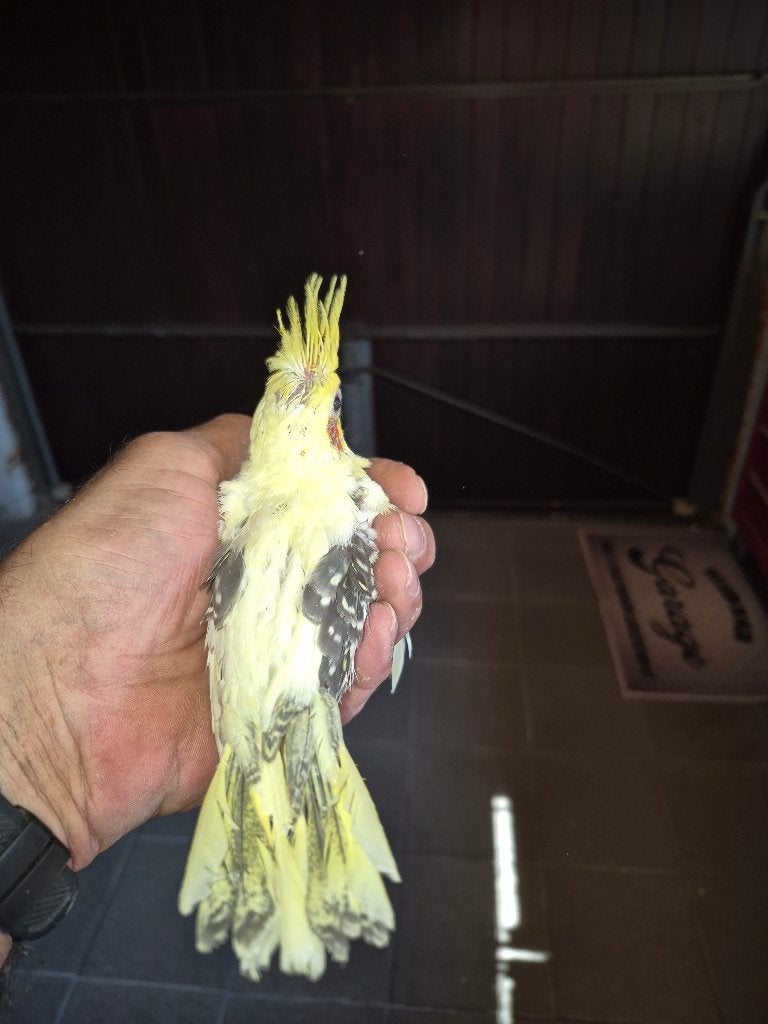 Valkparkieten, Dieren en Toebehoren, Vogels | Parkieten en Papegaaien, Meerdere dieren, Parkiet, Geringd