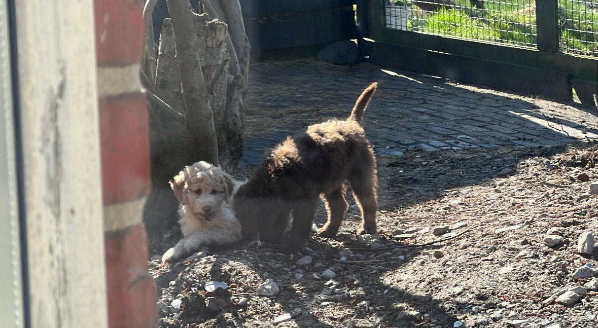 Lieve & actieve Labradoodle Mishka zoekt boerderij / erf!, Dieren en Toebehoren, 15 weken tot 1 jaar, Overige rassen, Teef, Eén hond