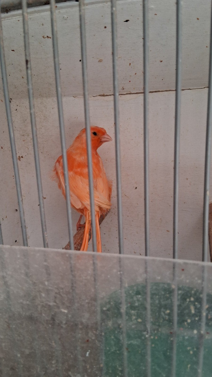 vogels, Dieren en Toebehoren, Vogels | Kanaries, Mannelijk, Zangkanarie