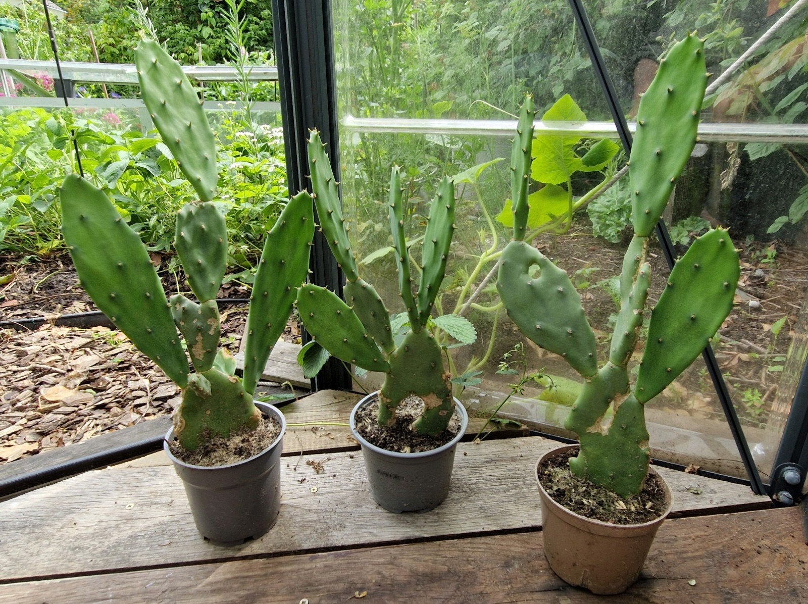 Vijgcactus Opuntia, bloeit geel, Ophalen, Overige soorten, Volle zon