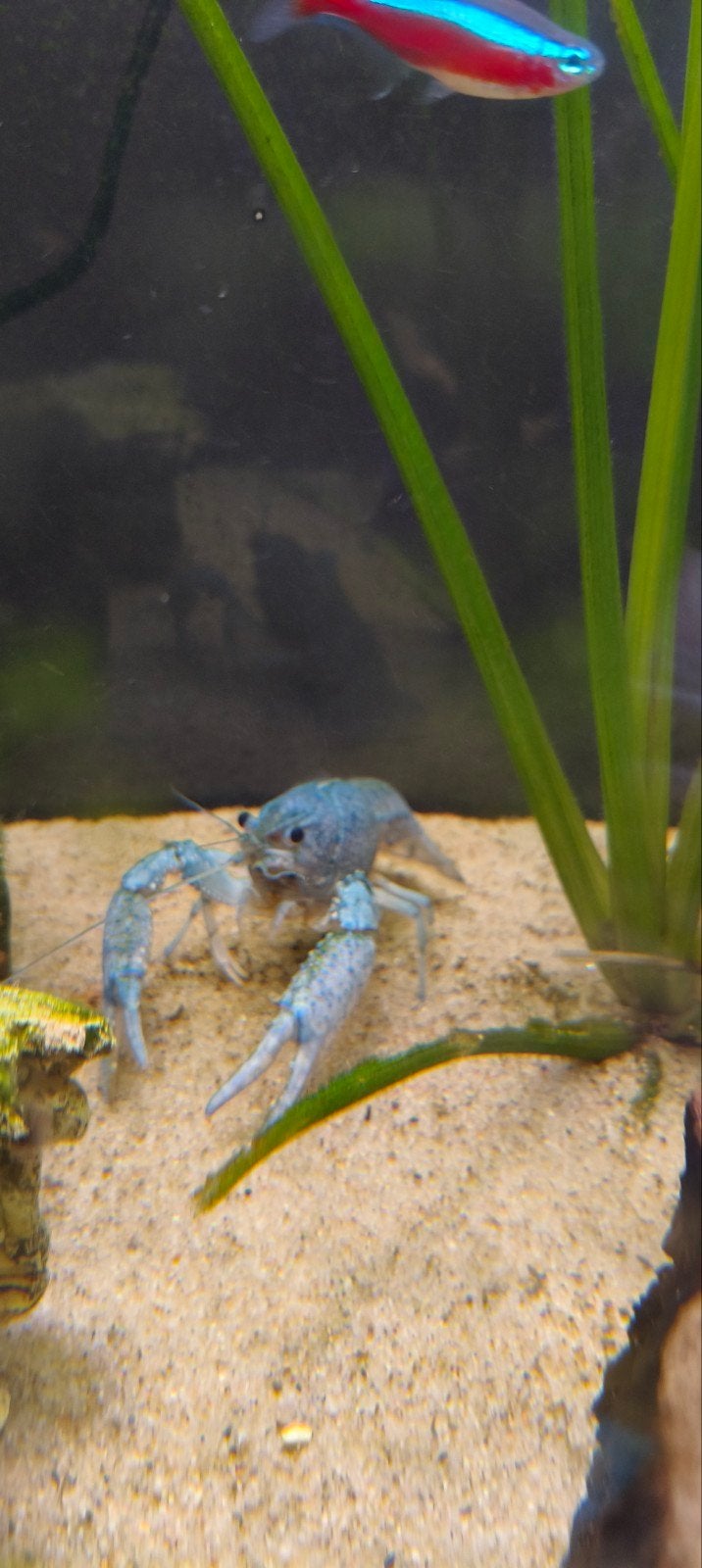 Blauwe kreeft, Kreeft, Krab of Garnaal, Zoetwatervis