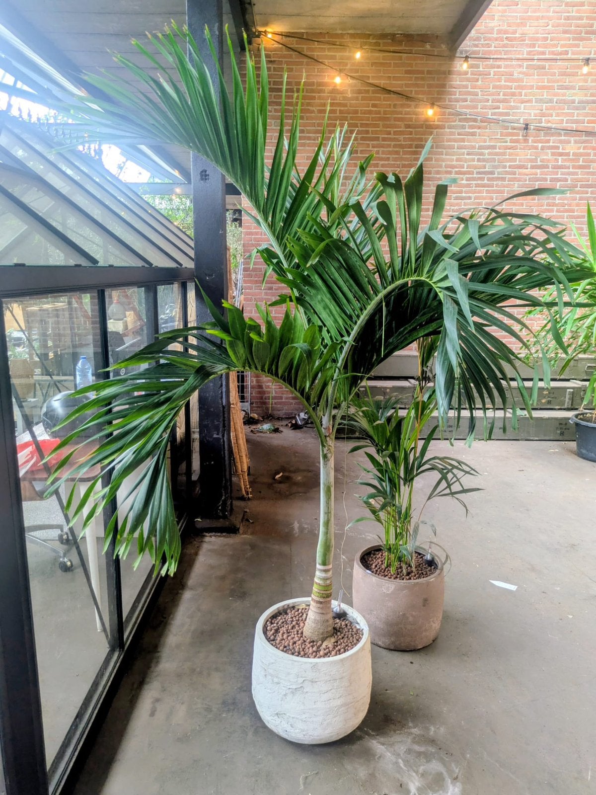 Veitchia hydrocultuur 250 cm in pot, Overige soorten, 100 tot 250 cm, Zomer, Ophalen
