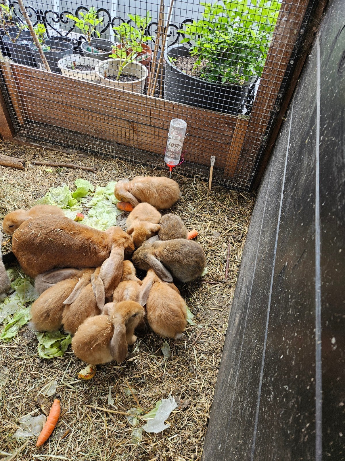 Mooi nestje Franse hangoren, Dieren en Toebehoren, Konijnen