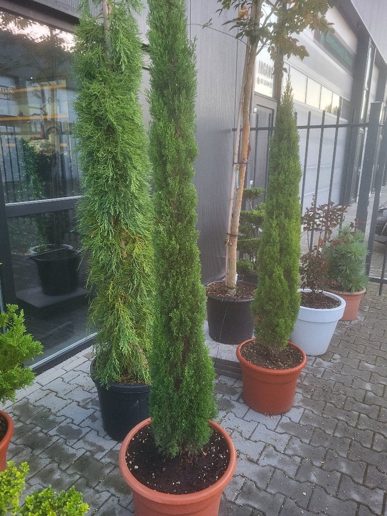 Cupressus semp.Totem in pot, Bloeit niet, 100 tot 250 cm, Volle zon, In pot