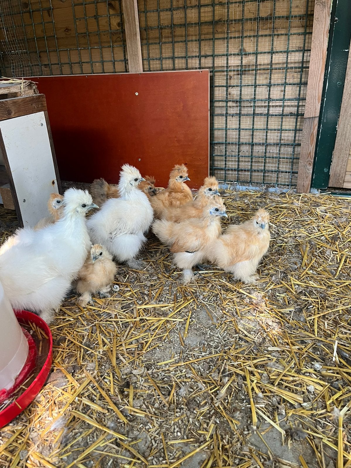 Gratis zijdehoen hanen, Dieren en Toebehoren, Mannelijk, Kip