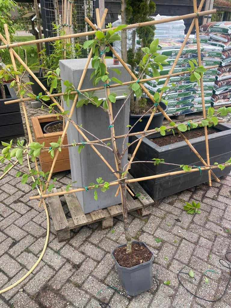 Fruitleibomen laagstam appel peer pruim, Ophalen of Verzenden, Appelboom, Lente