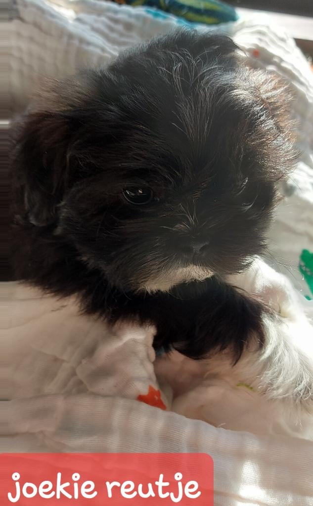 Boomer pups, 9 weken, laatste 2 reutjes., Overige rassen, 8 tot 15 weken, Parvo, Meerdere