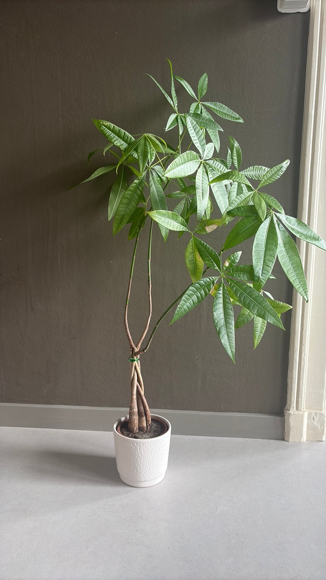 80 cm Money Plant with Included Ceramic Pot, Ophalen, Overige soorten, Volle zon