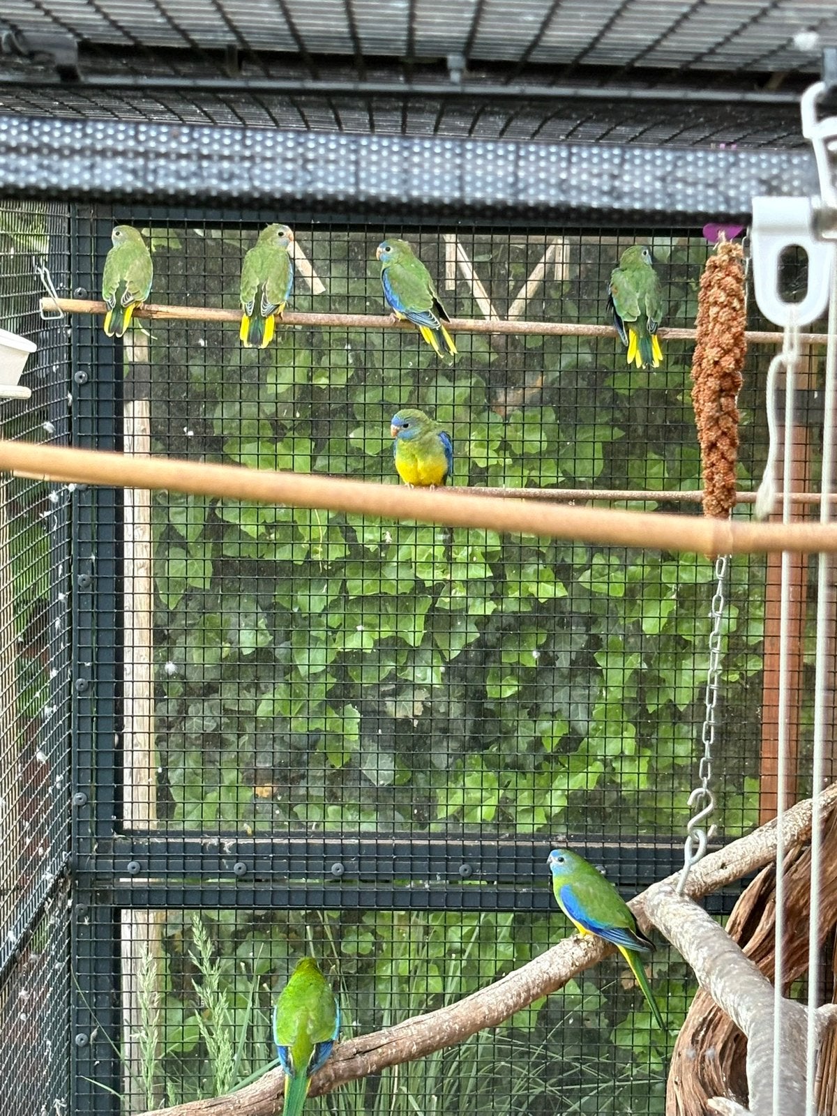 Natuurbroed turqoisine parkieten te koop, Dieren en Toebehoren, Vogels | Parkieten en Papegaaien, Meerdere dieren, Parkiet