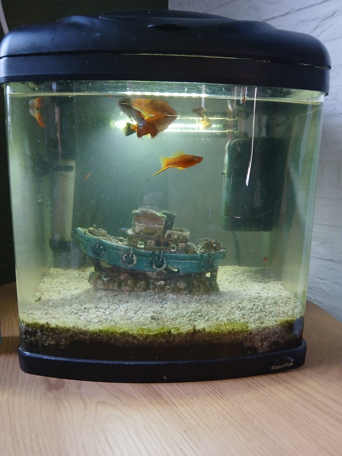 aquarium, Dieren en Toebehoren, Ophalen