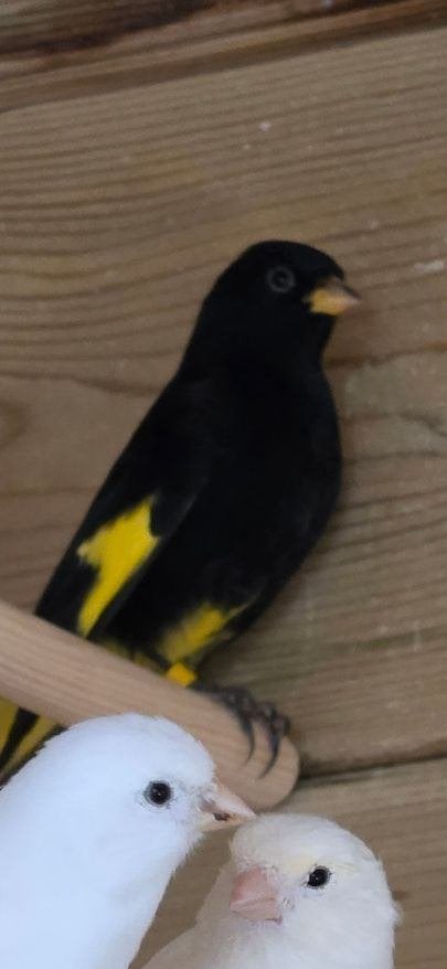 zwarte sijs man, Dieren en Toebehoren, Mannelijk, Kleurkanarie