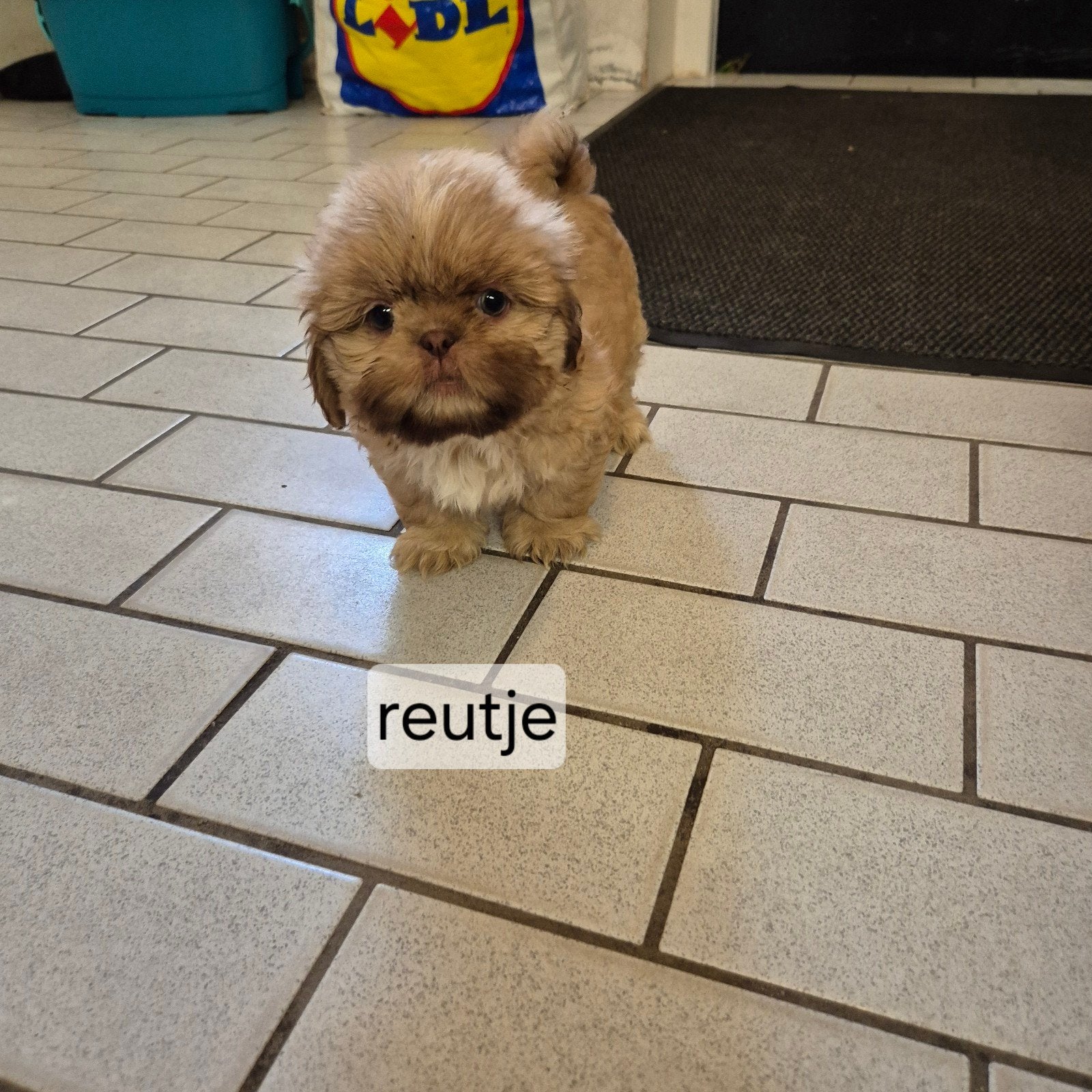 Prachtige raszuivere choco kleurtjes shih tzu pups, Overige rassen, 8 tot 15 weken, Meerdere, Meerdere dieren