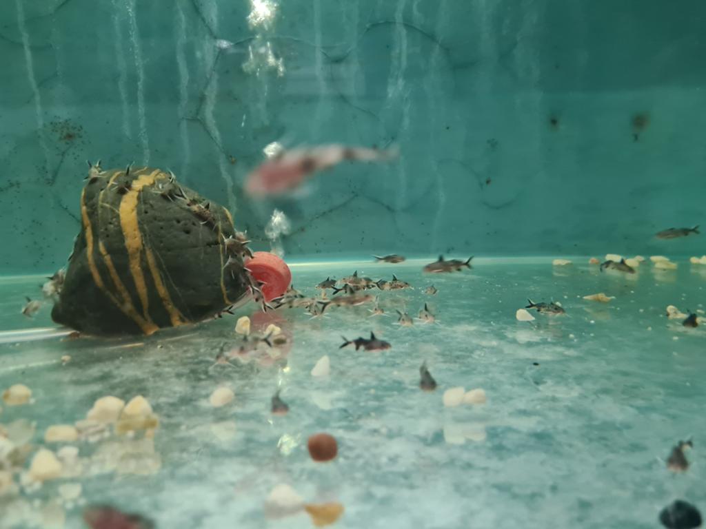 Synodontis Lucipinnis, Tanganyika meerval, Petricola dwarf, Dieren en Toebehoren, Vissen | Aquariumvissen, Vis, Zoetwatervis