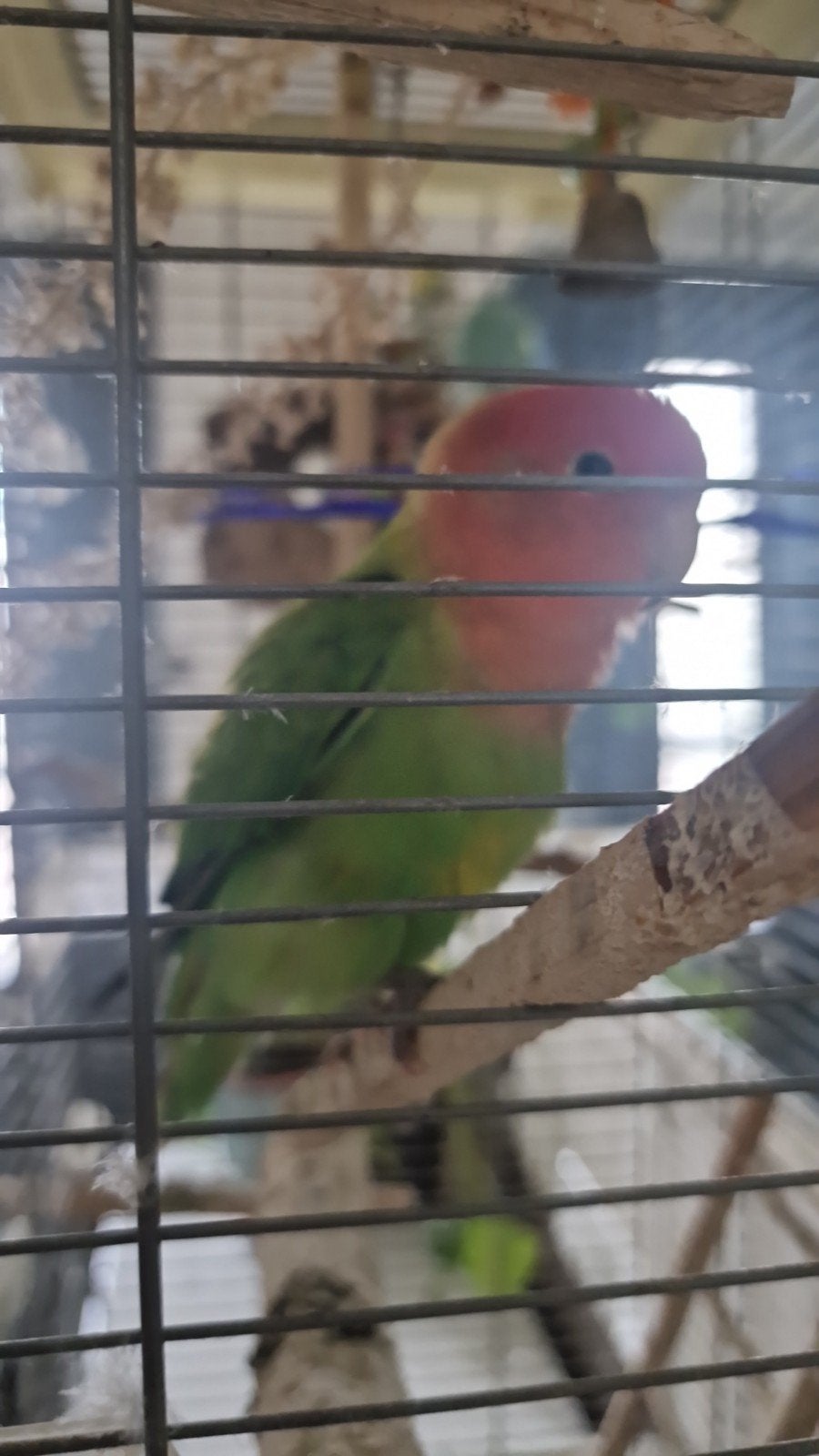 Agapornis groen rood oranje tam, Dieren en Toebehoren, Geslacht onbekend, Dwergpapegaai of Agapornis, Tam