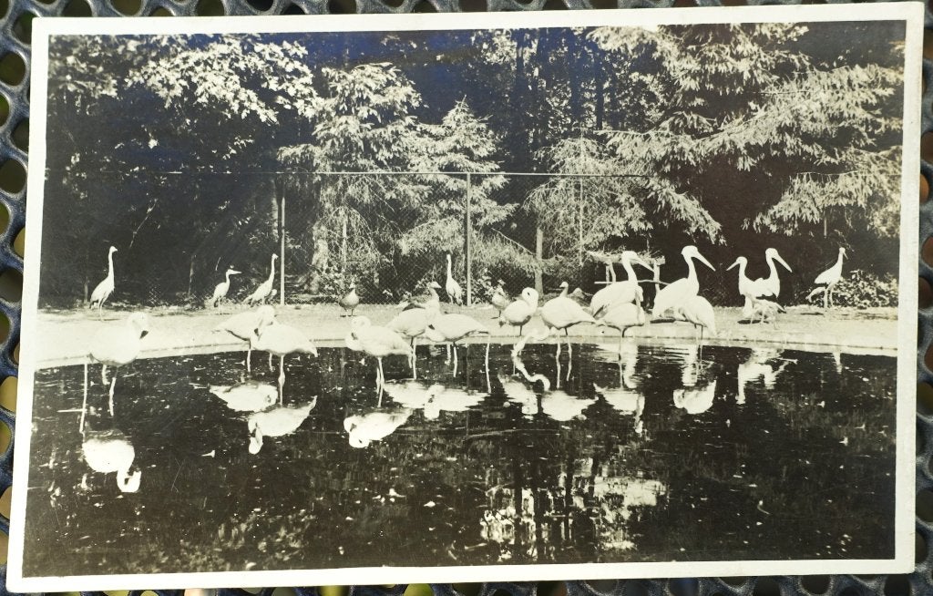 ansichtkaart Arnhem nr. 135 - Burgers Dierenpark 1946, Ophalen of Verzenden, 1940 tot 1960, Gelopen, Gelderland