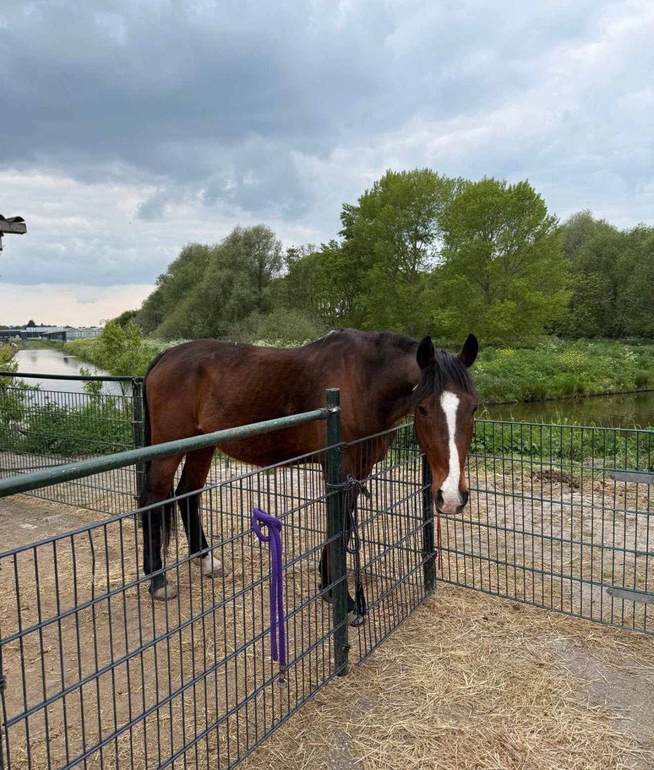 Gezocht: bijrijder/verzorging voor liefste paard