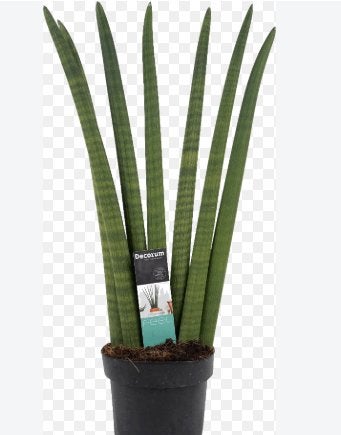 Gevraagd Sanseveria stekje, Ophalen, Overige soorten, Halfschaduw, Minder dan 100 cm