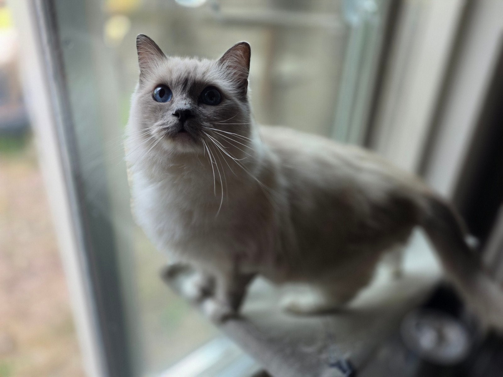lieve blue mitted ragdoll poes, Poes, Met stamboom, 0 tot 2 jaar