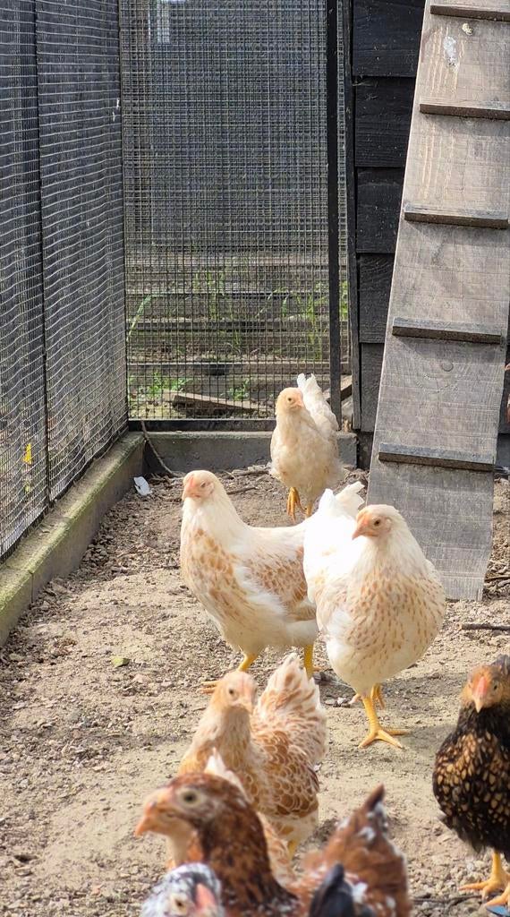 3 wyandotte kriel hennen dec 2025 geel wit, Dieren en Toebehoren, Pluimvee, Vrouwelijk, Kip