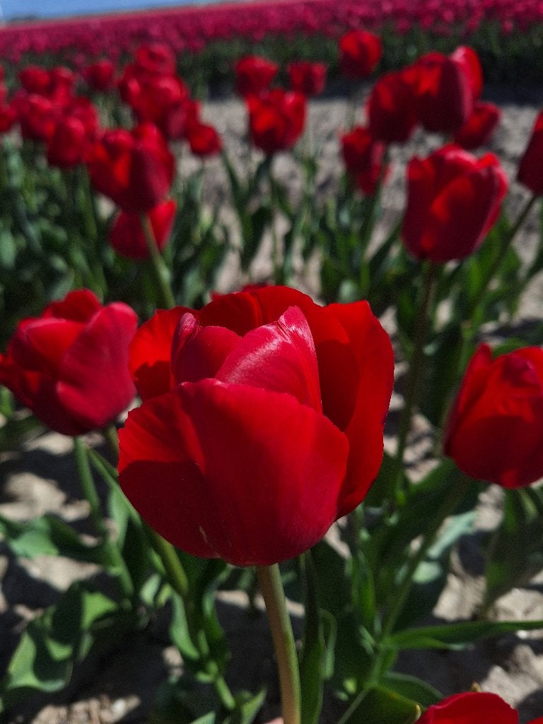 Tulpenbollen Ile de France (rood), 200 stuks voor 27,50, Ophalen of Verzenden, Najaar, Volle zon, Bloembol