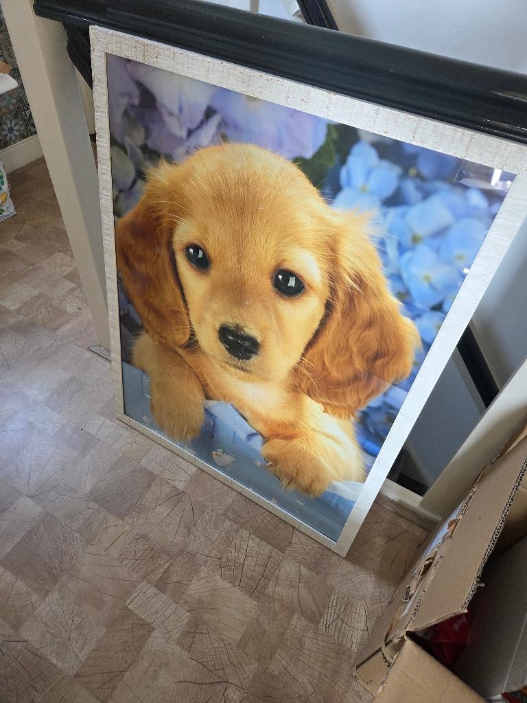 Poster hond in lijst, Ophalen, Met lijst, A1 t/m A3, Dier of Natuur