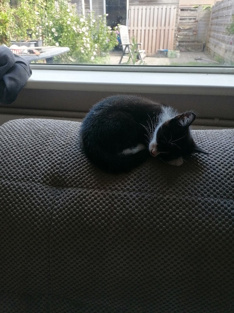 Een super lief poesje te overnemen, Meerdere dieren, Kortharig, 0 tot 2 jaar