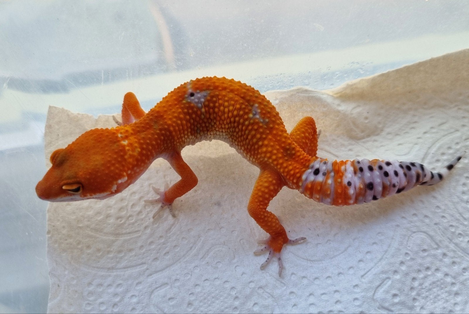 1.0 purplehead mandarin het tremper luipaardgekko Leopard Gecko photo 4