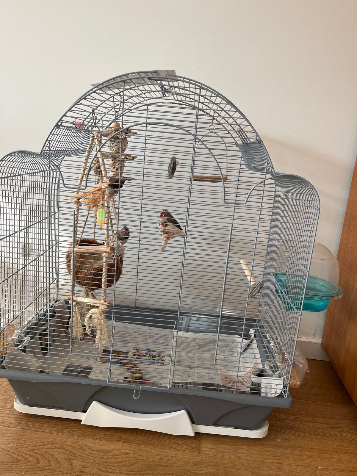 Zangvogels te kopen, Mannelijk