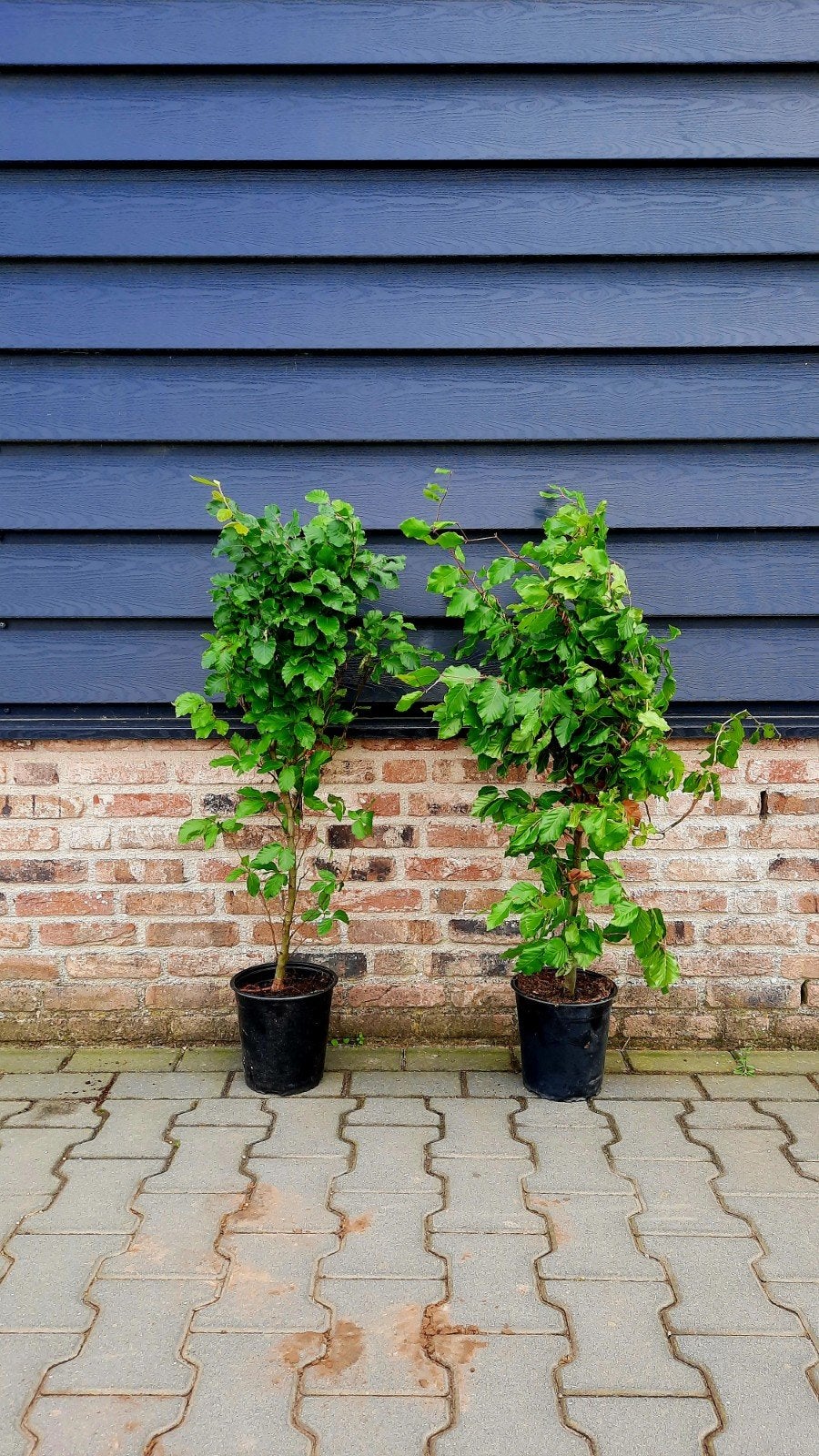 Fagus sylvatica 🌿❗️groene beuken in pot❗️🌿, Tuin en Terras, Planten | Struiken en Hagen, Ophalen, Beukenhaag