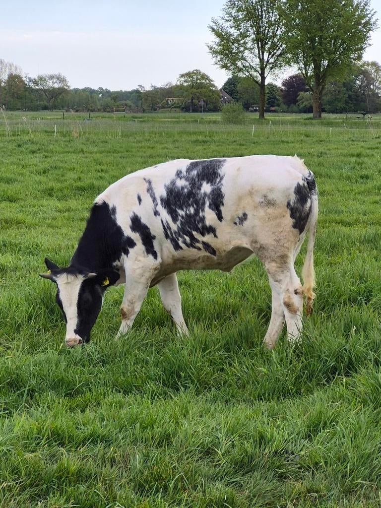 3 mooie pinken, Dieren en Toebehoren, Meerdere dieren, 0 tot 2 jaar