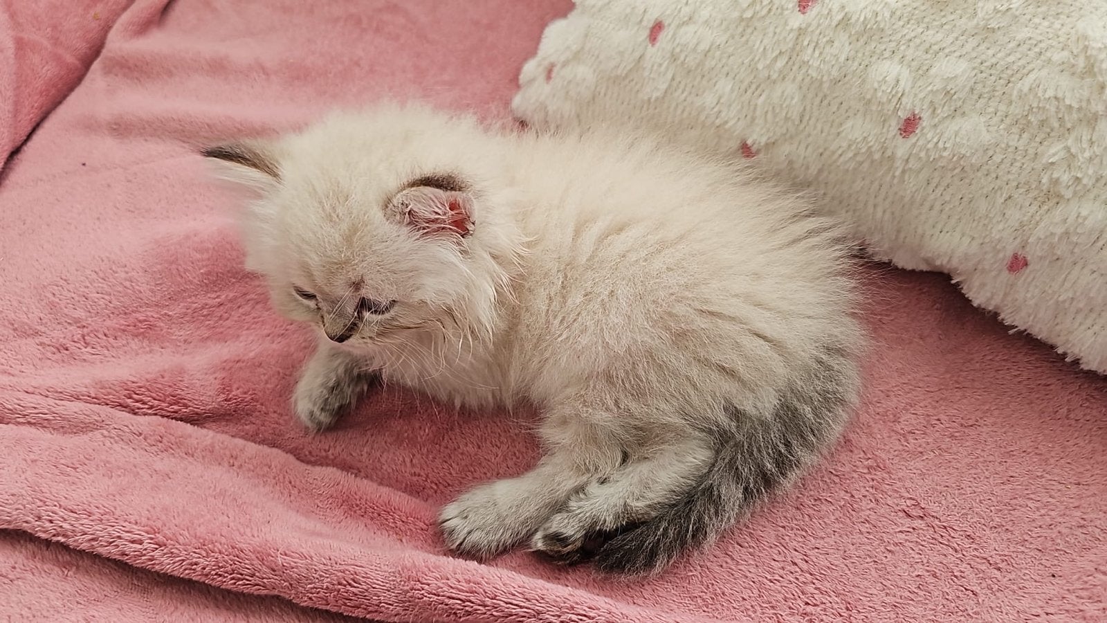 Lieve kitten Siberisch/ ragdoll, Kater, Langharig, 0 tot 2 jaar