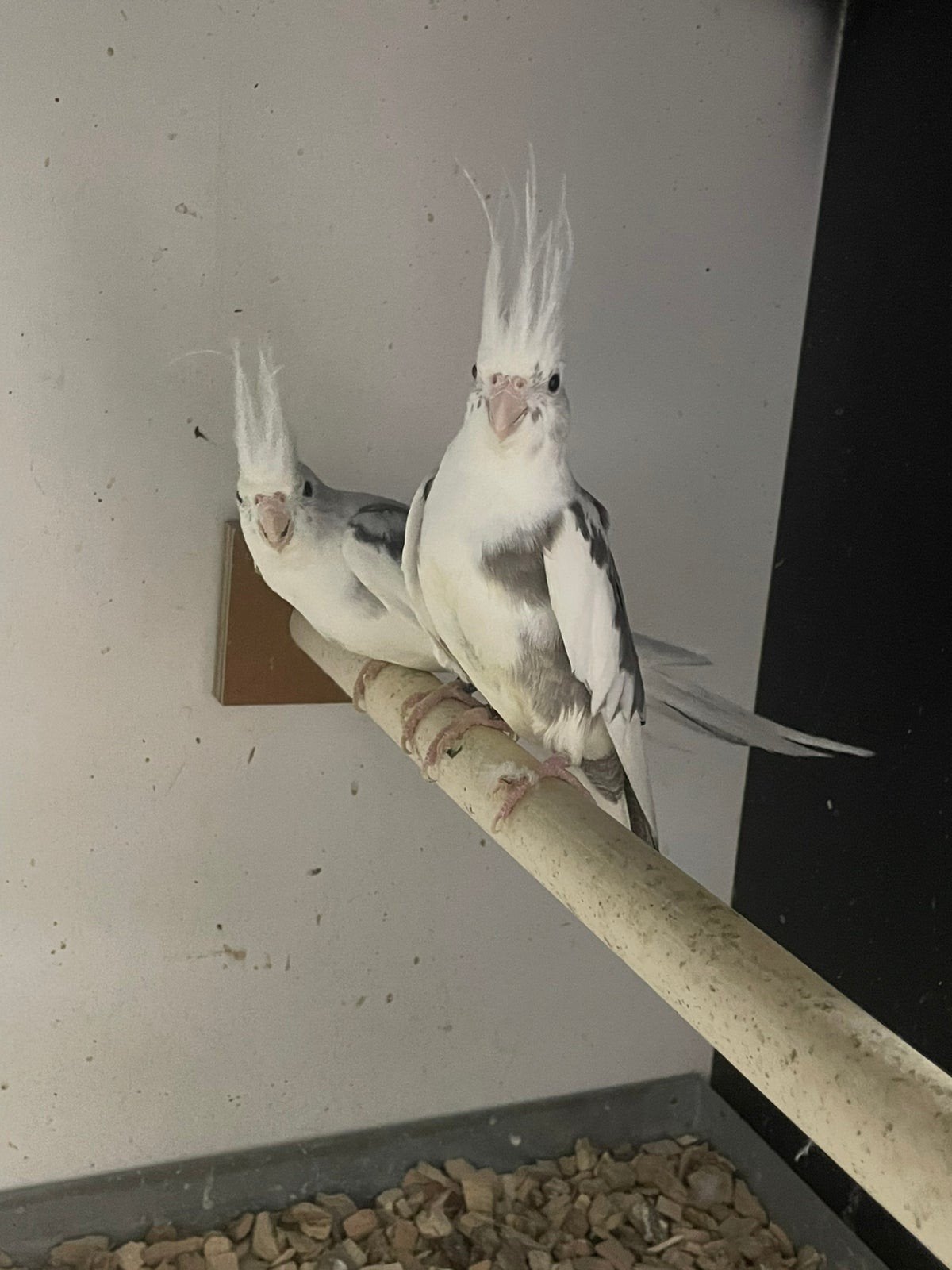 Gezocht  2 koppels bonte wit kop valkparkieten of albinos, Meerdere dieren, Parkiet