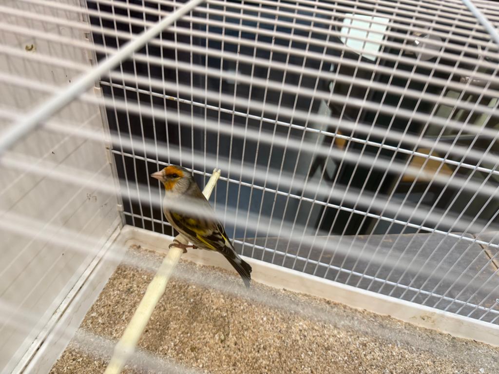 Bastaard putter man, Dieren en Toebehoren, Mannelijk, Wildzangvogel