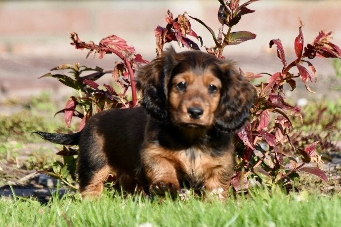 Langharige teckel pups, Standaard, Parvo, 8 tot 15 weken, Langhaar