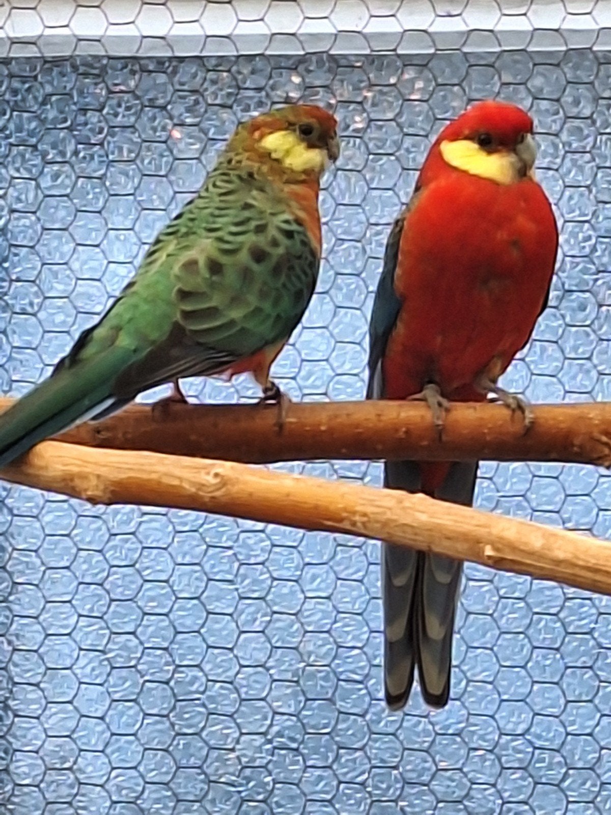 stanley rosella groen, Dieren en Toebehoren, Meerdere dieren, Parkiet