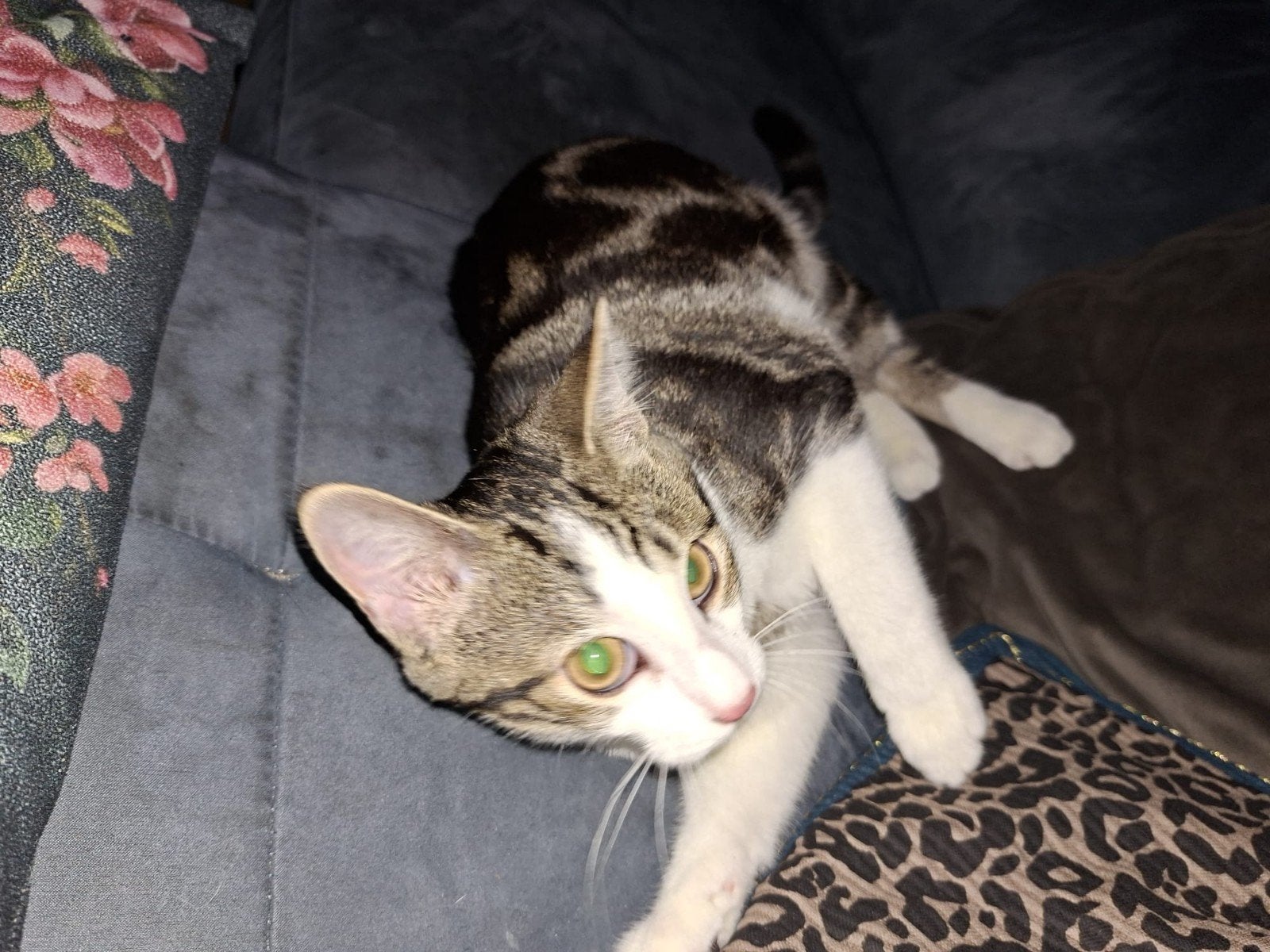kater, Dieren en Toebehoren, Kater, Kortharig, 0 tot 2 jaar
