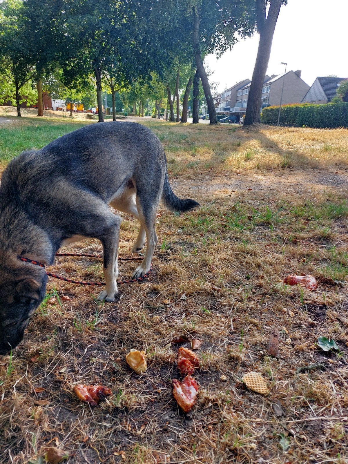 herder achtige waakhond, Particulier, Buitenland, Teef, Eén hond