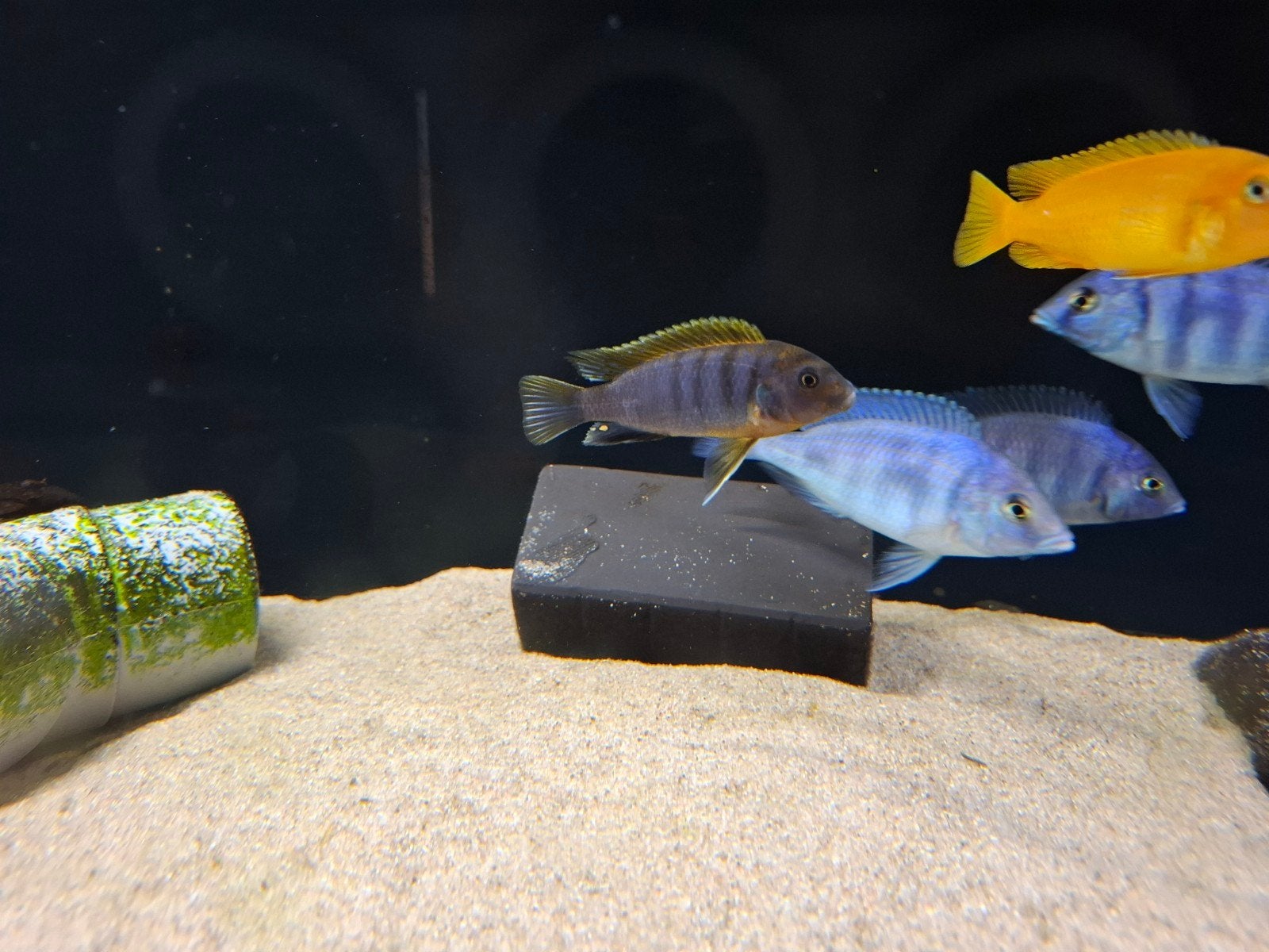 pseudotropheus hongi, Vis