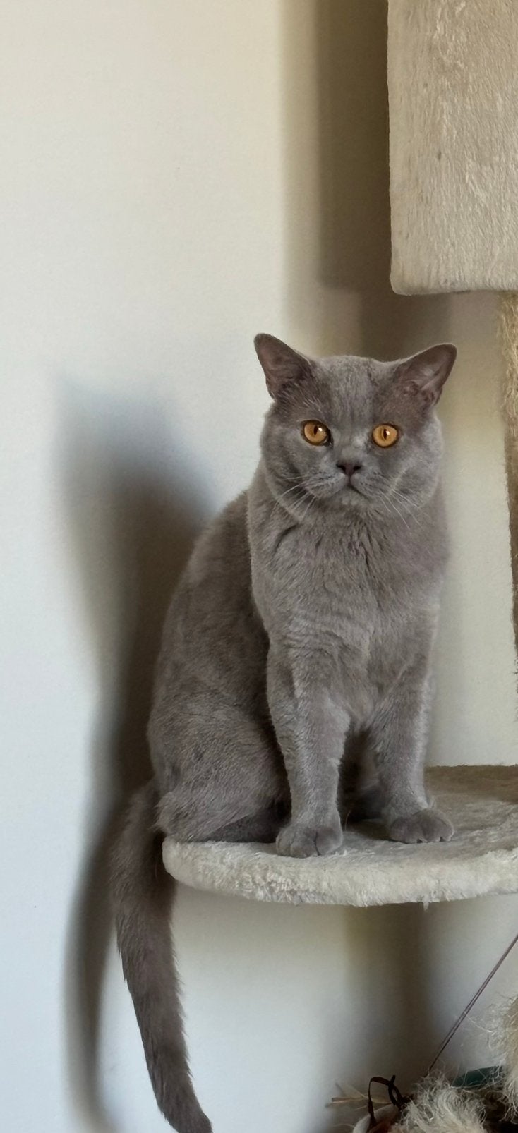 🐾 Zeer ervaren Britse korthaar dekkater MET DEKGARANTIE, Dieren en Toebehoren, 3 tot 5 jaar