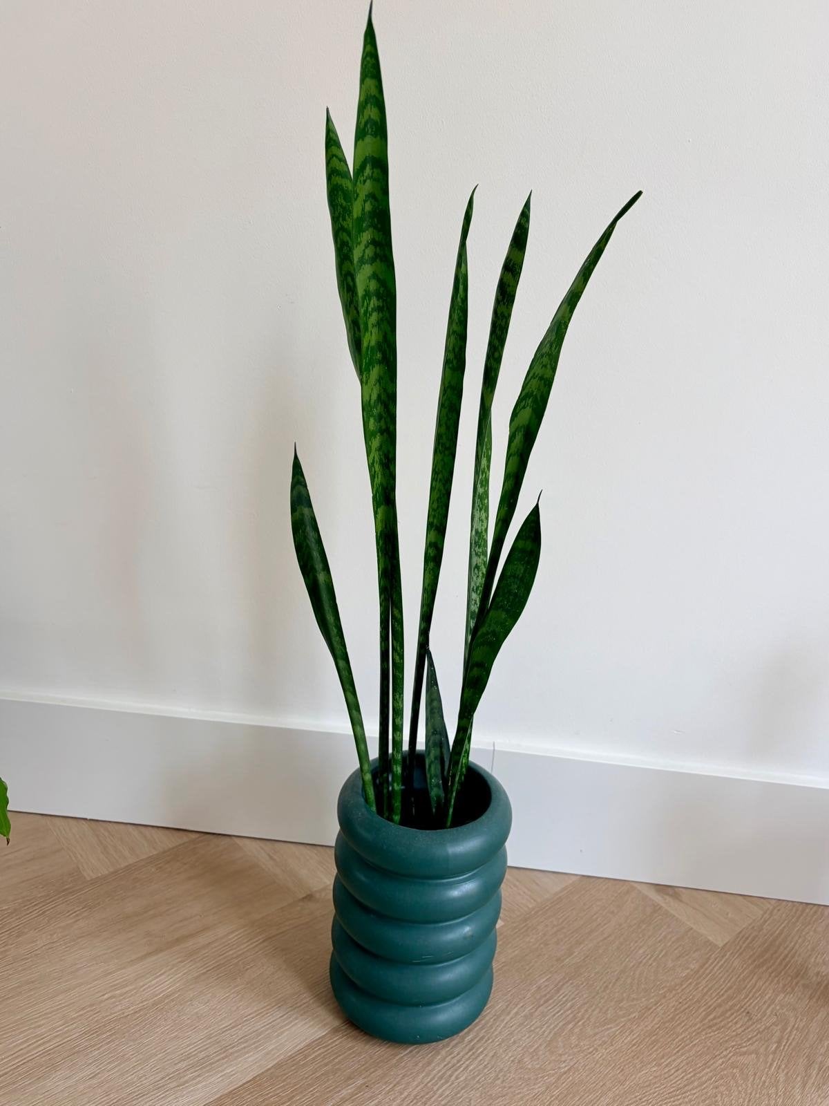 Gezonde Sansevieria plant in decoratieve vaas, Ophalen, Rond, Binnen, Zo goed als nieuw