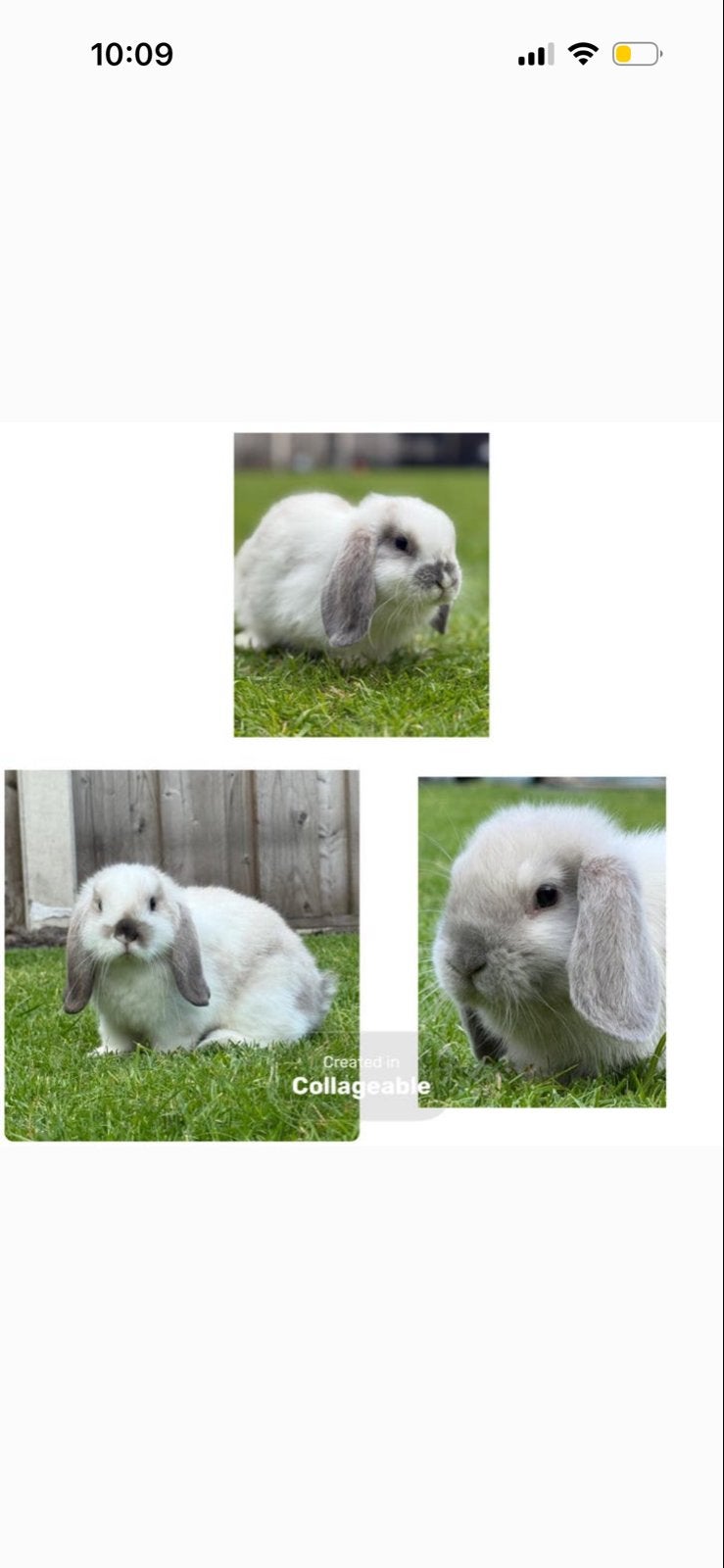 Mini lop konijntjes MOET NU WEG WEG IS WEG, Dieren en Toebehoren, Konijnen, Vrouwelijk, Klein
