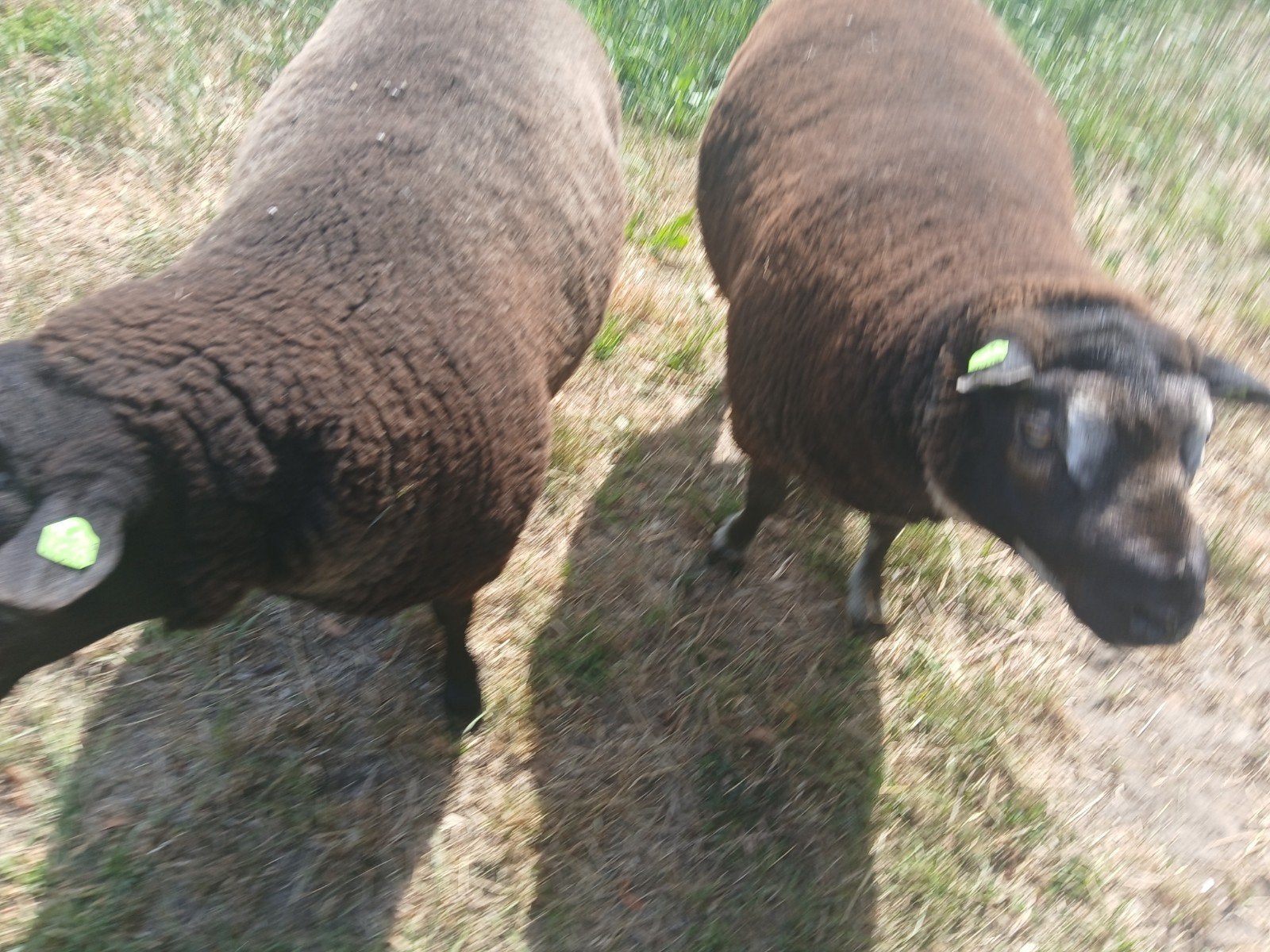 Een dassenkop en blauwe texelaar dekram, Dieren en Toebehoren, Mannelijk, Schaap