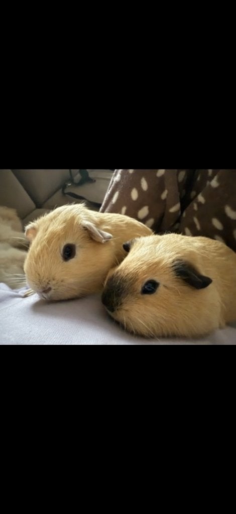 Twee mannetjes cavia’s, Juli, Mannelijk, Cavia