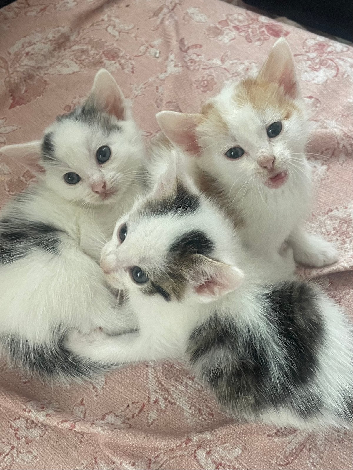 Kittens, Dieren en Toebehoren, Katten en Kittens | Overige Katten, Meerdere dieren