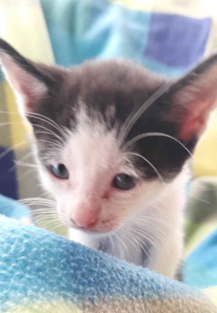 Kittens te koop, Meerdere dieren, Ontwormd, 0 tot 2 jaar