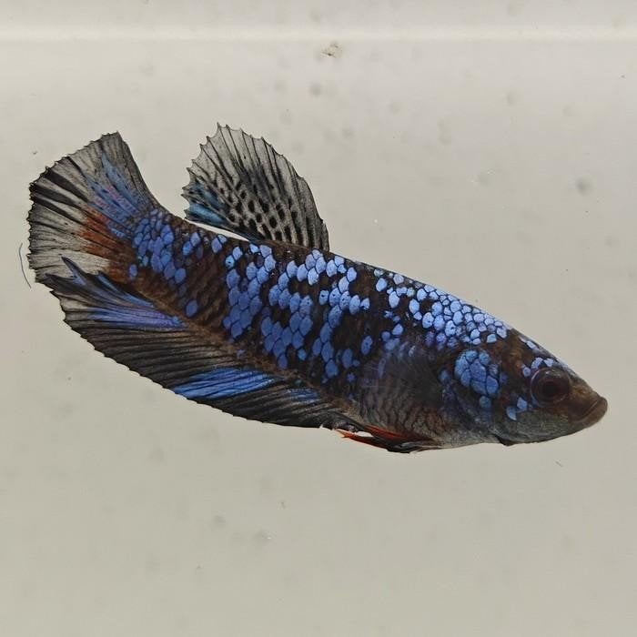 betta splendens man 19, Vis