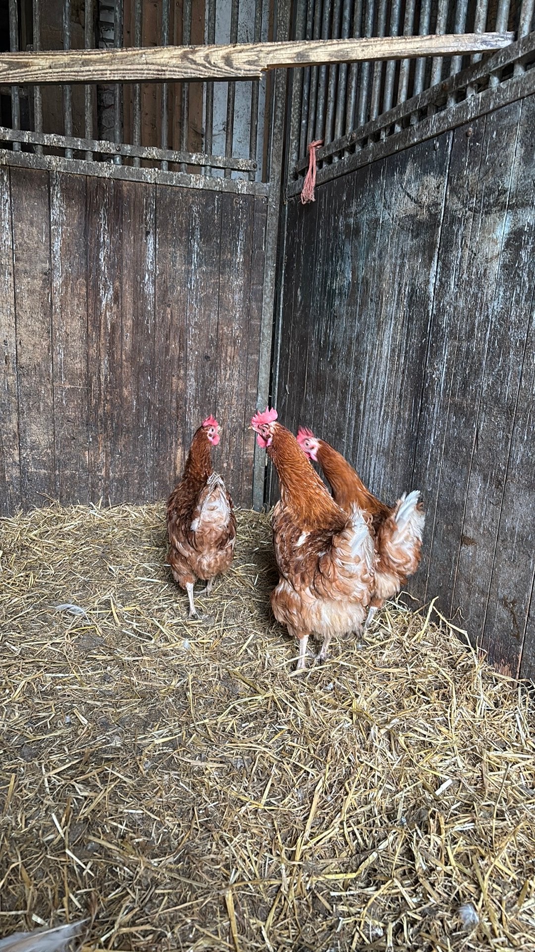 3 leghennen circa 2 jaar oud!, Vrouwelijk, Kip