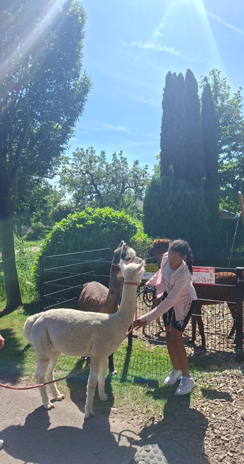 Opzoek naar verzorg alpaca, Mannelijk, Geit