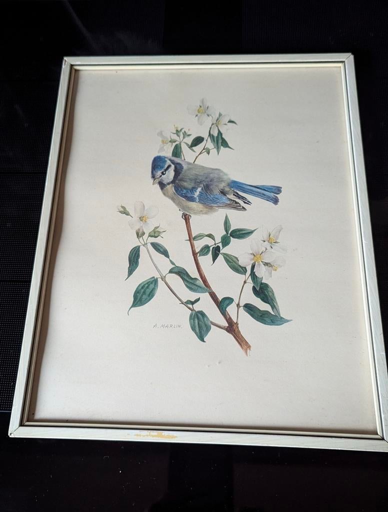 Mooie prent van A. Marlin Pimpelmees, Antiek en Kunst, Ophalen of Verzenden